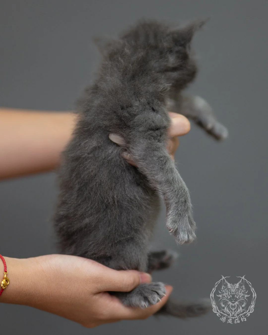 藍煙燻緬因貓 Blue Smoke Maine Coon 4weeks Closeup 8