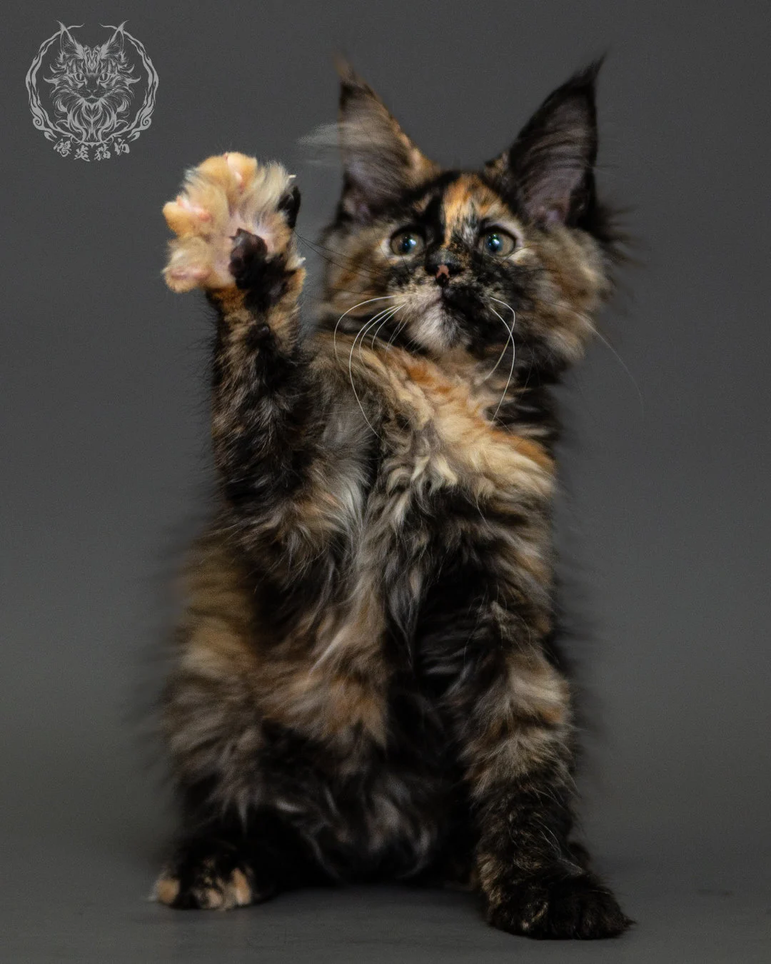 黑玳帽緬因貓 Tortoiseshell Maine Coon 2months Closeup 14