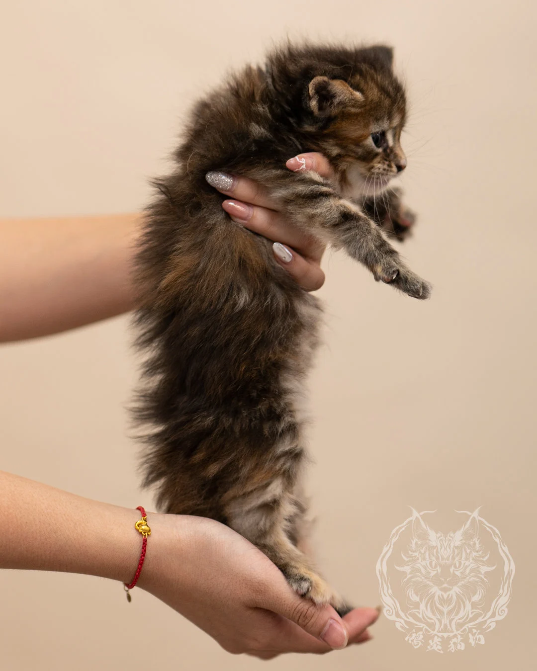 棕虎斑玳帽緬因貓 Brown Tabby Tortie Maine Coon 4weeks Closeup 7