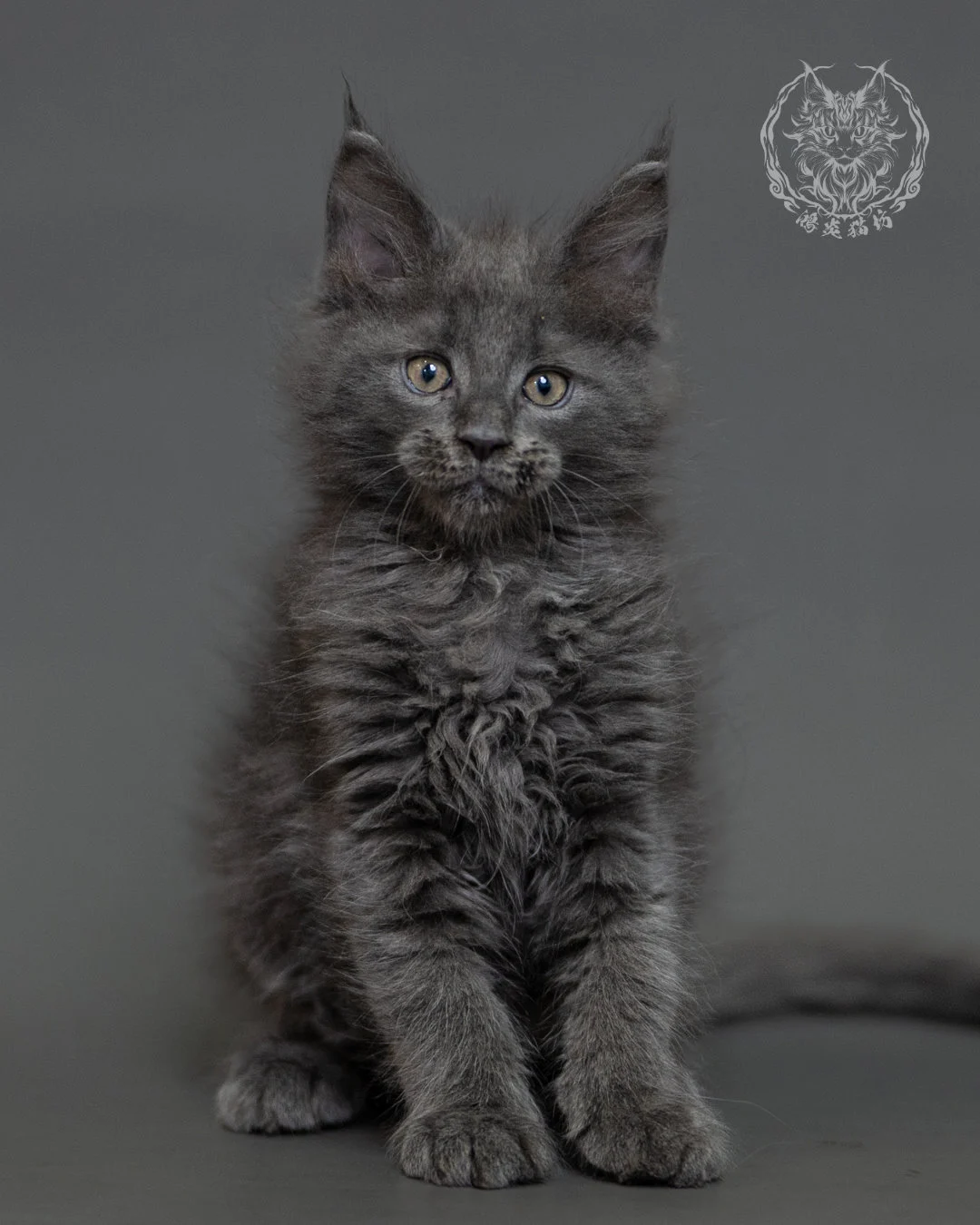 鴻炎貓坊藍煙燻緬因貓2個月特寫，blue Smoke Maine Coon Kitten 10