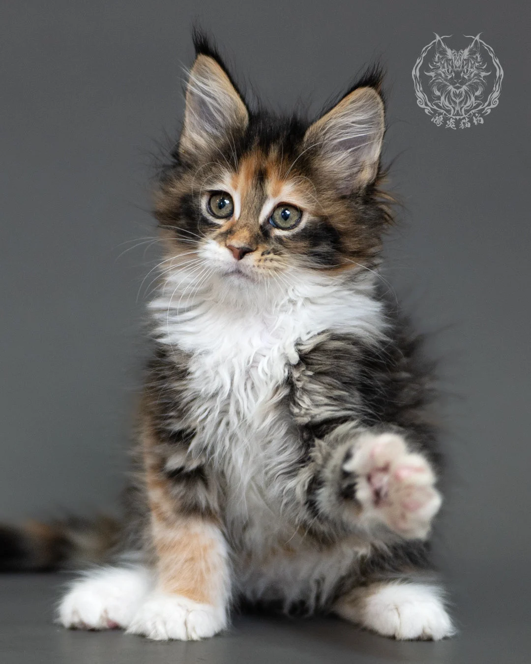 鴻炎貓坊棕虎斑玳帽緬因貓2個月,brown Torbie Maine Coon Kitten 16