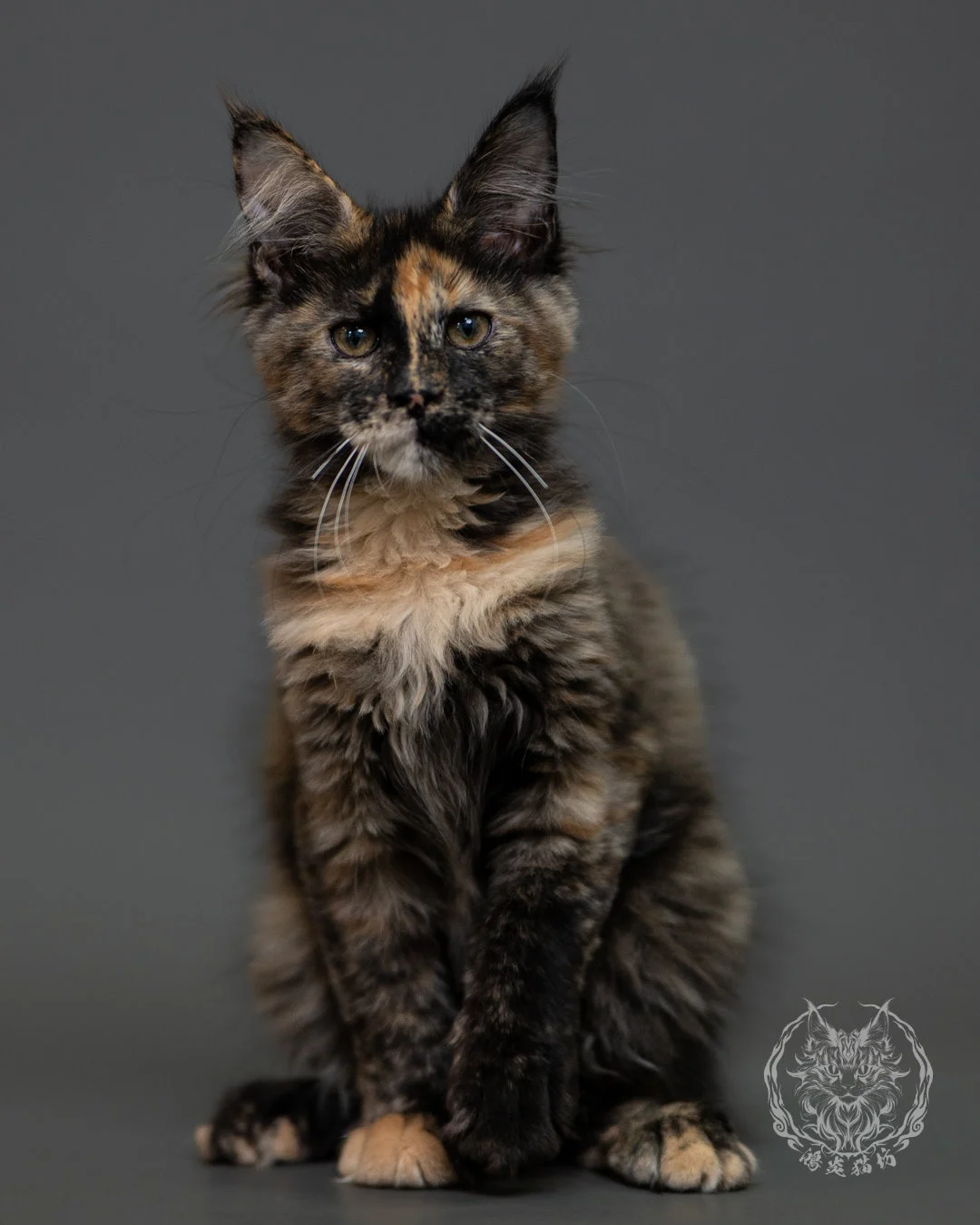 黑玳帽緬因貓 Tortoiseshell Maine Coon 3months Cattery Taichung 11