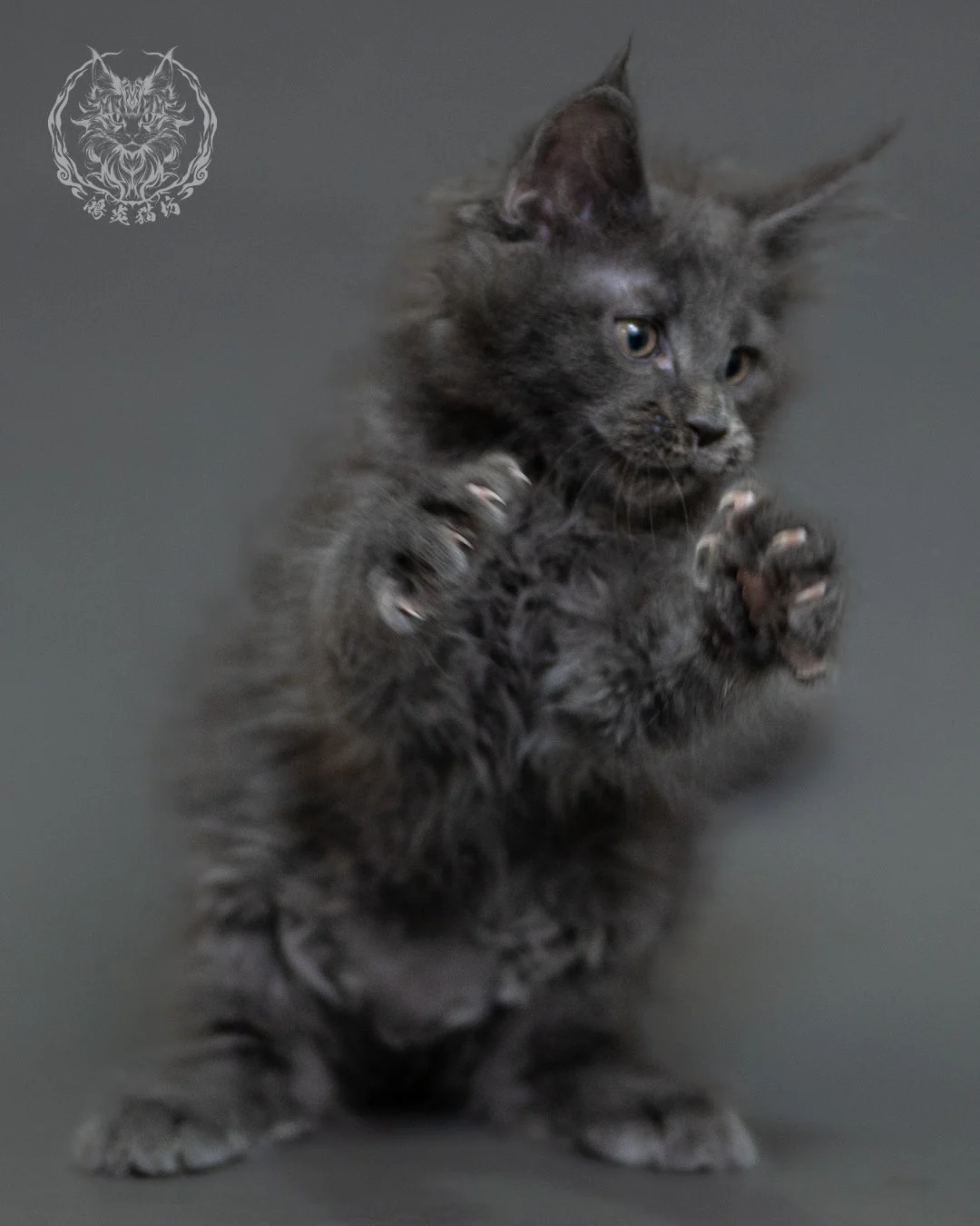 鴻炎貓坊藍煙燻緬因貓2個月特寫，blue Smoke Maine Coon Kitten 21