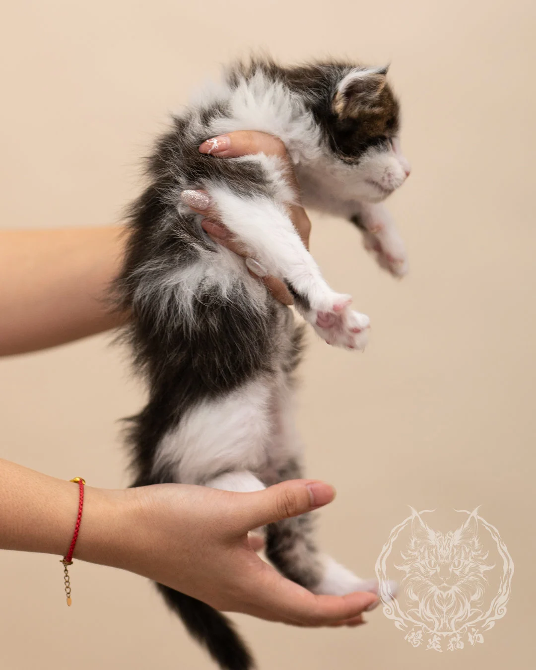 棕虎斑賓士緬因貓 Brown Tabby Bicolor Maine Coon 4weeks Closeup 6