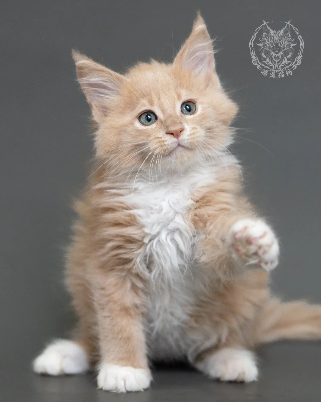 鴻炎貓坊奶油虎斑緬因貓2個月，cream Tabby Maine Coon Kitten 6