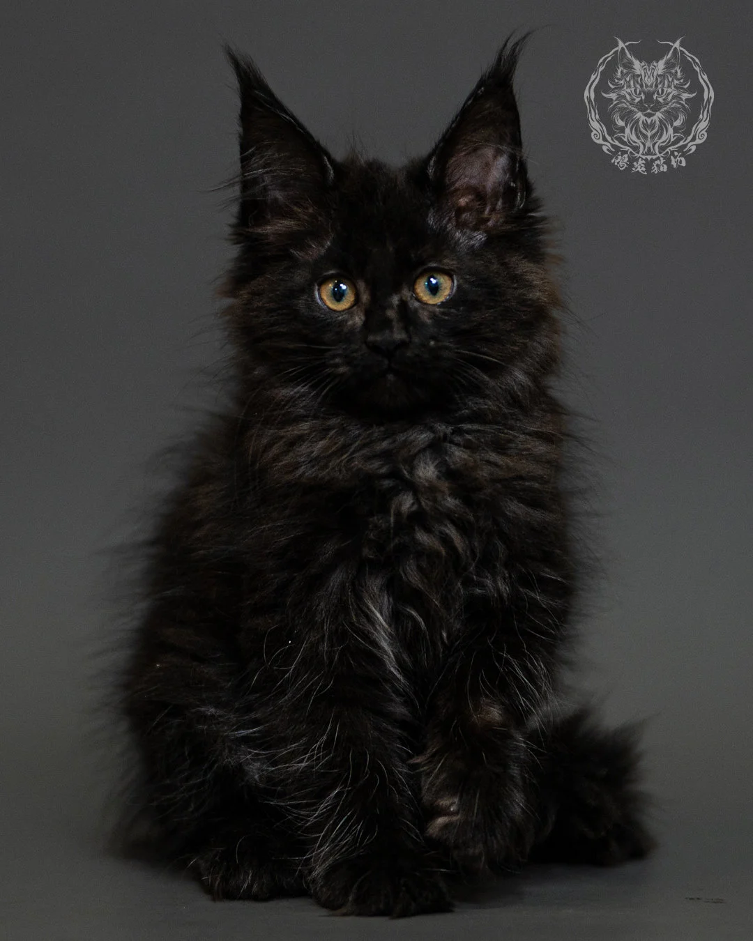 黑煙燻緬因貓 Black Smoke Maine Coon 2months Closeup 3