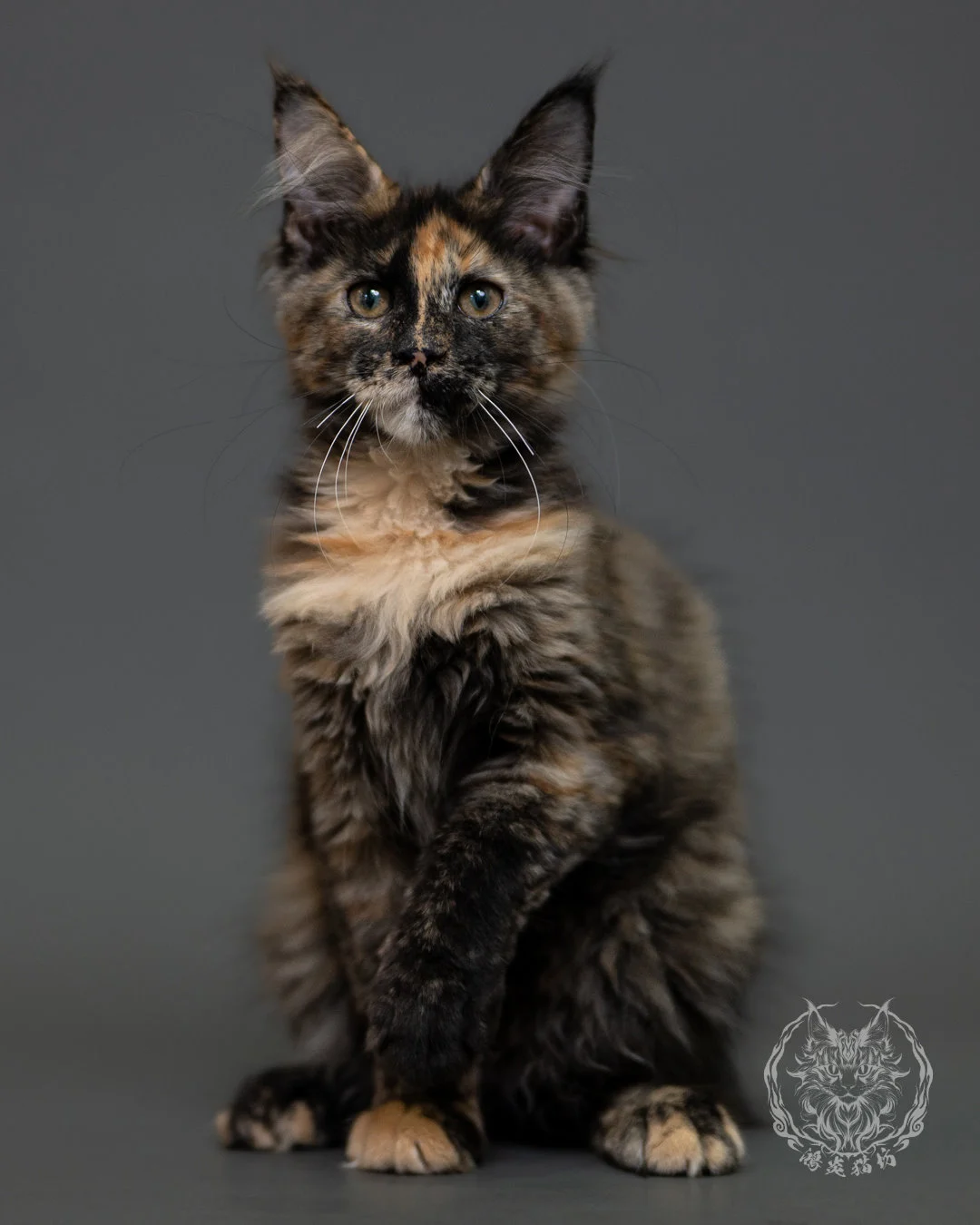 黑玳帽緬因貓 Tortoiseshell Maine Coon 3months Cattery Taichung 12