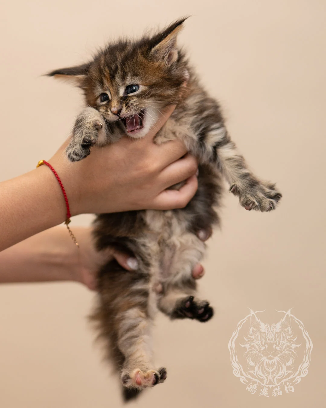 棕虎斑玳帽緬因貓 Brown Tabby Tortie Maine Coon 4weeks Closeup 5