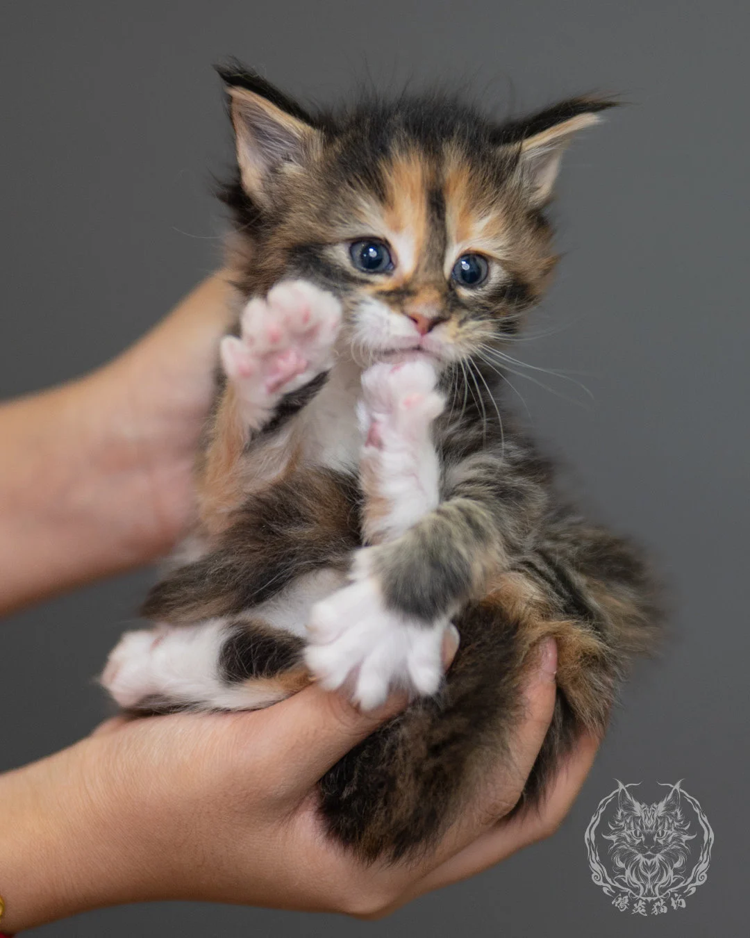 玳帽虎斑緬因貓 Black Tortie Maine Coon 4weeks Closeup 8