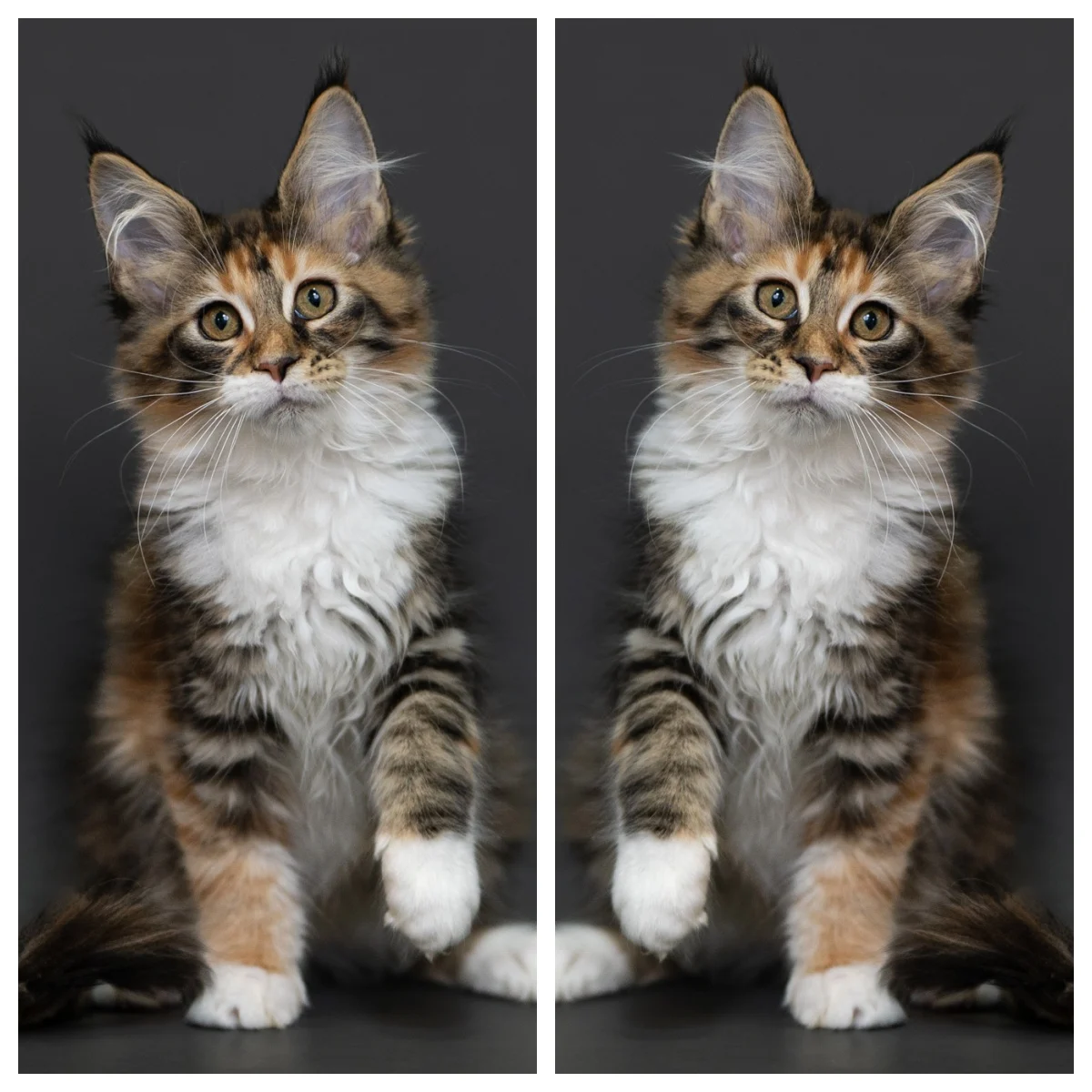 玳帽虎斑緬因貓