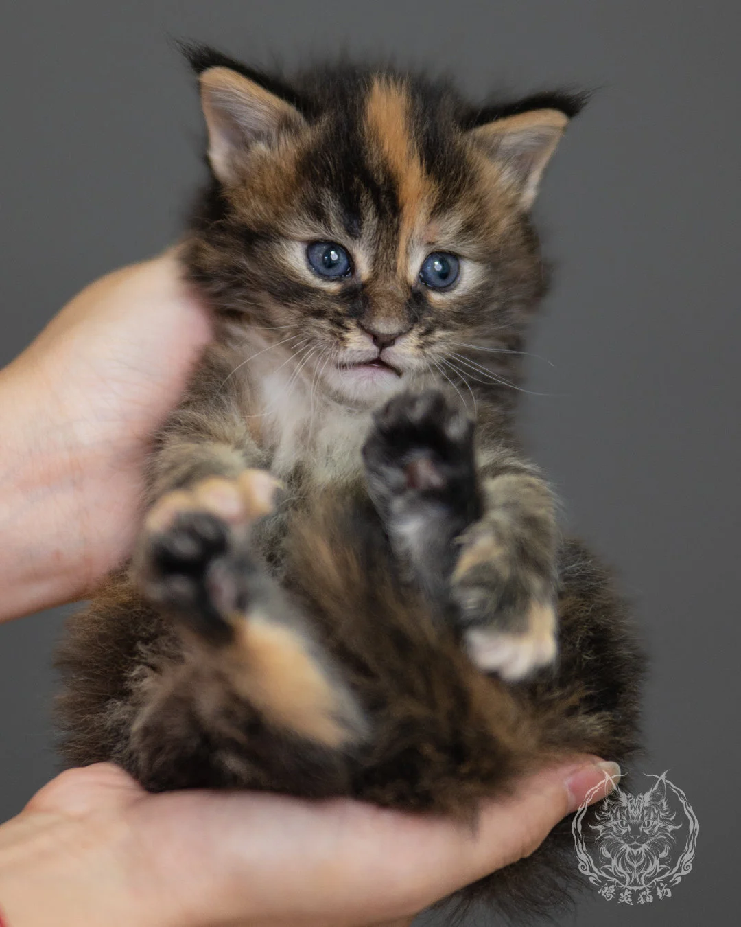 玳帽緬因貓 Black Tortie Maine Coon 4weeks Closeup 13
