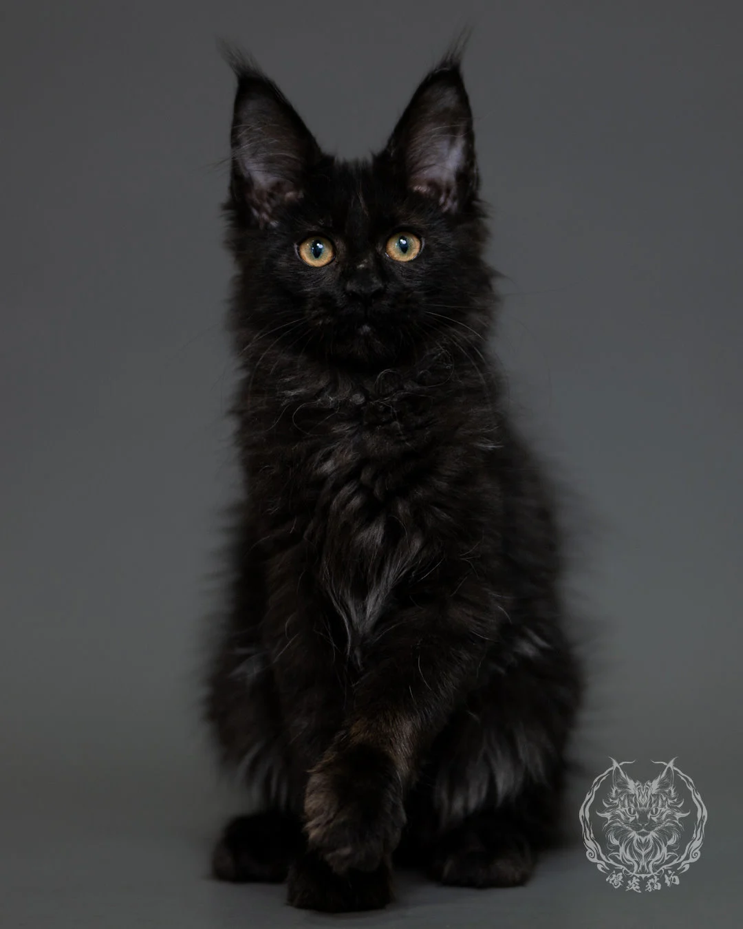黑煙燻緬因貓 Black Smoke Maine Coon 3months Cattery Taichung 4