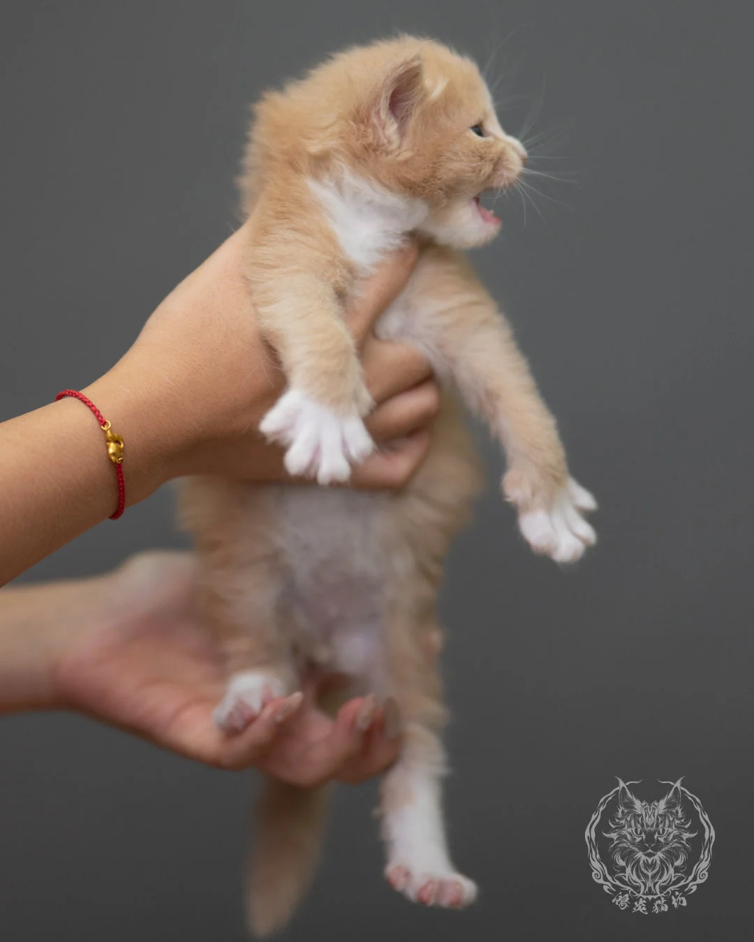 奶油虎斑緬因貓 Cream Tabby Maine Coon 4weeks Closeup 8