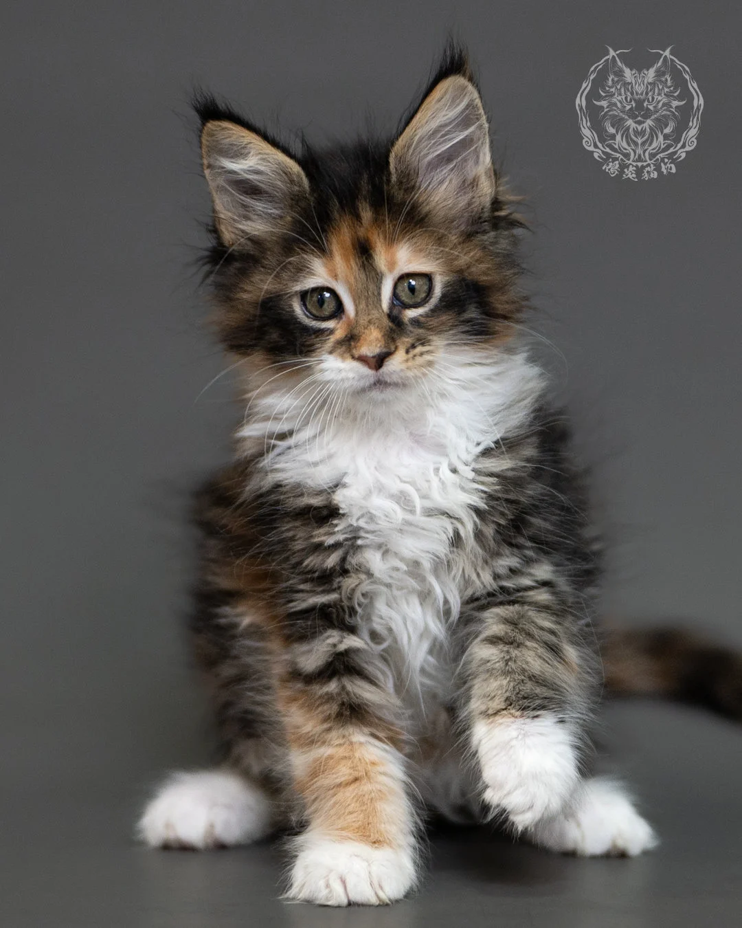 鴻炎貓坊棕虎斑玳帽緬因貓2個月,brown Torbie Maine Coon Kitten 5