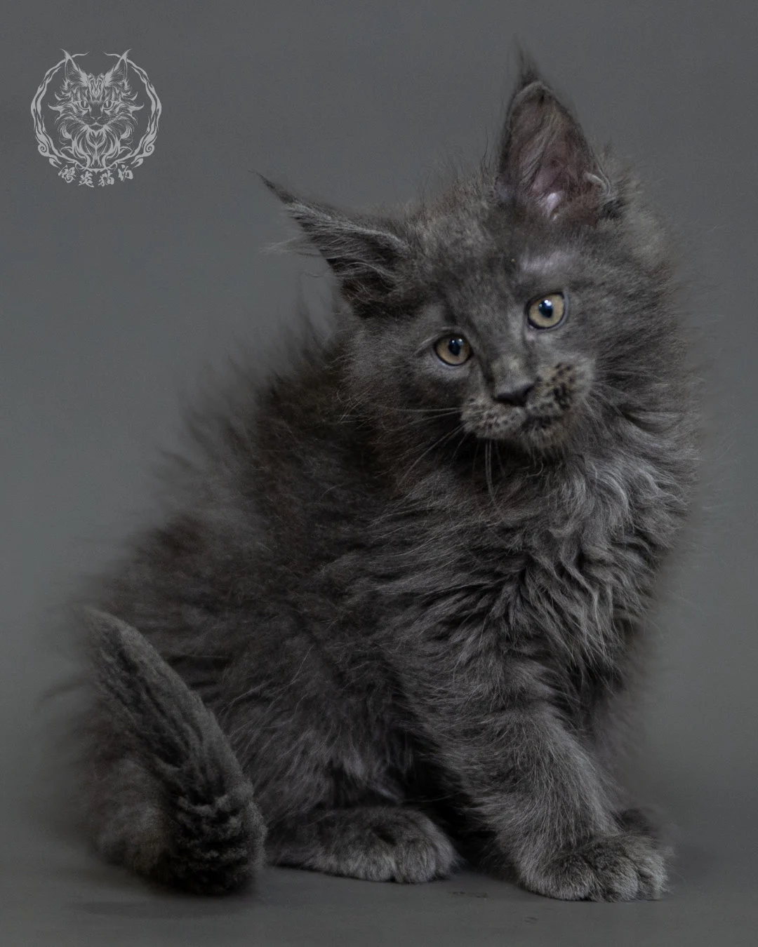 鴻炎貓坊藍煙燻緬因貓2個月特寫，blue Smoke Maine Coon Kitten 24