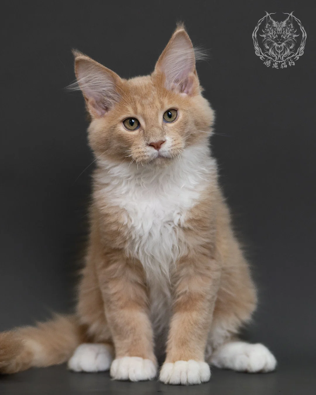 奶油虎斑緬因貓 Cream Tabby Maine Coon 3months Cattery Taichung 11