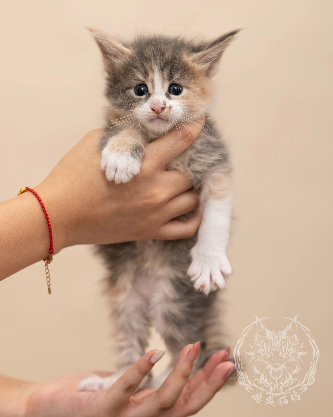 藍乳玳帽賓士緬因貓 Blue Cream Tortie Masked Maine Coon 4weeks Closeup 3