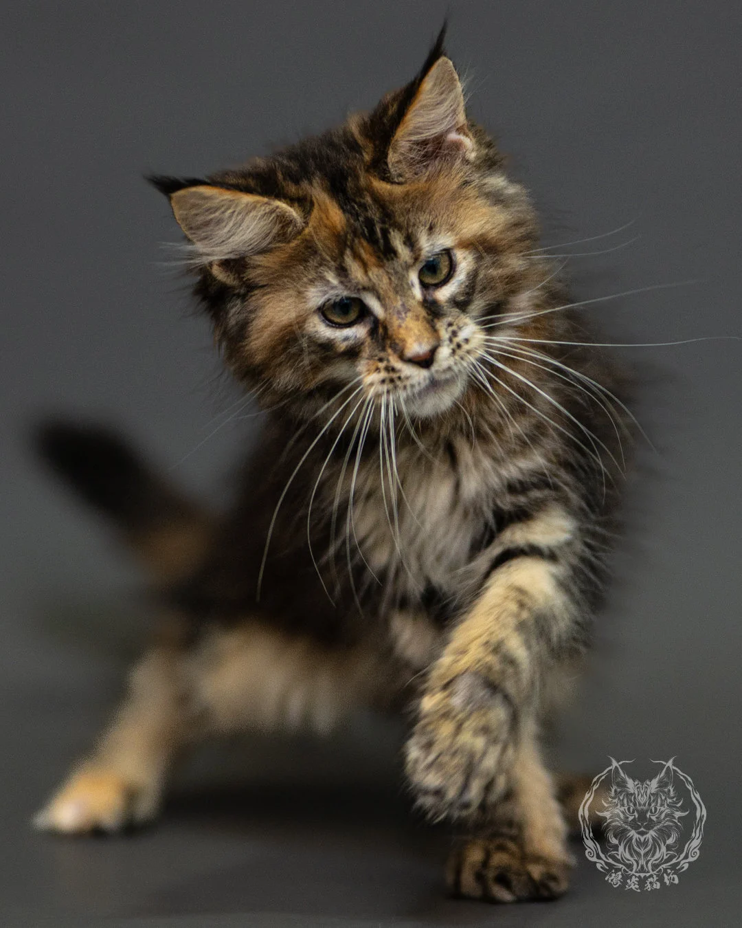 棕虎斑玳帽緬因貓 Brown Tabby Tortie Maine Coon 2months Closeup 4
