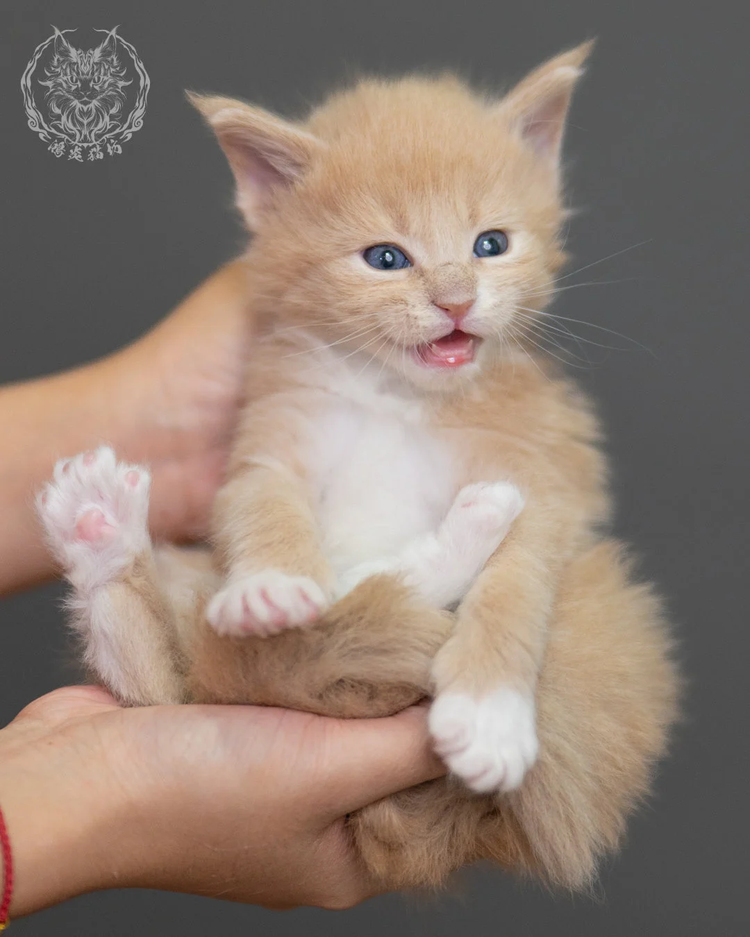 奶油虎斑緬因貓 Cream Tabby Maine Coon 4weeks Closeup 12
