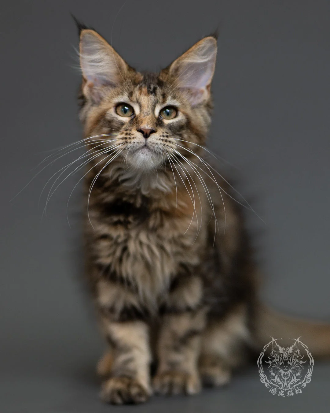 棕虎斑玳帽緬因貓 Brown Torbie Maine Coon 3months Cattery Taichung 1