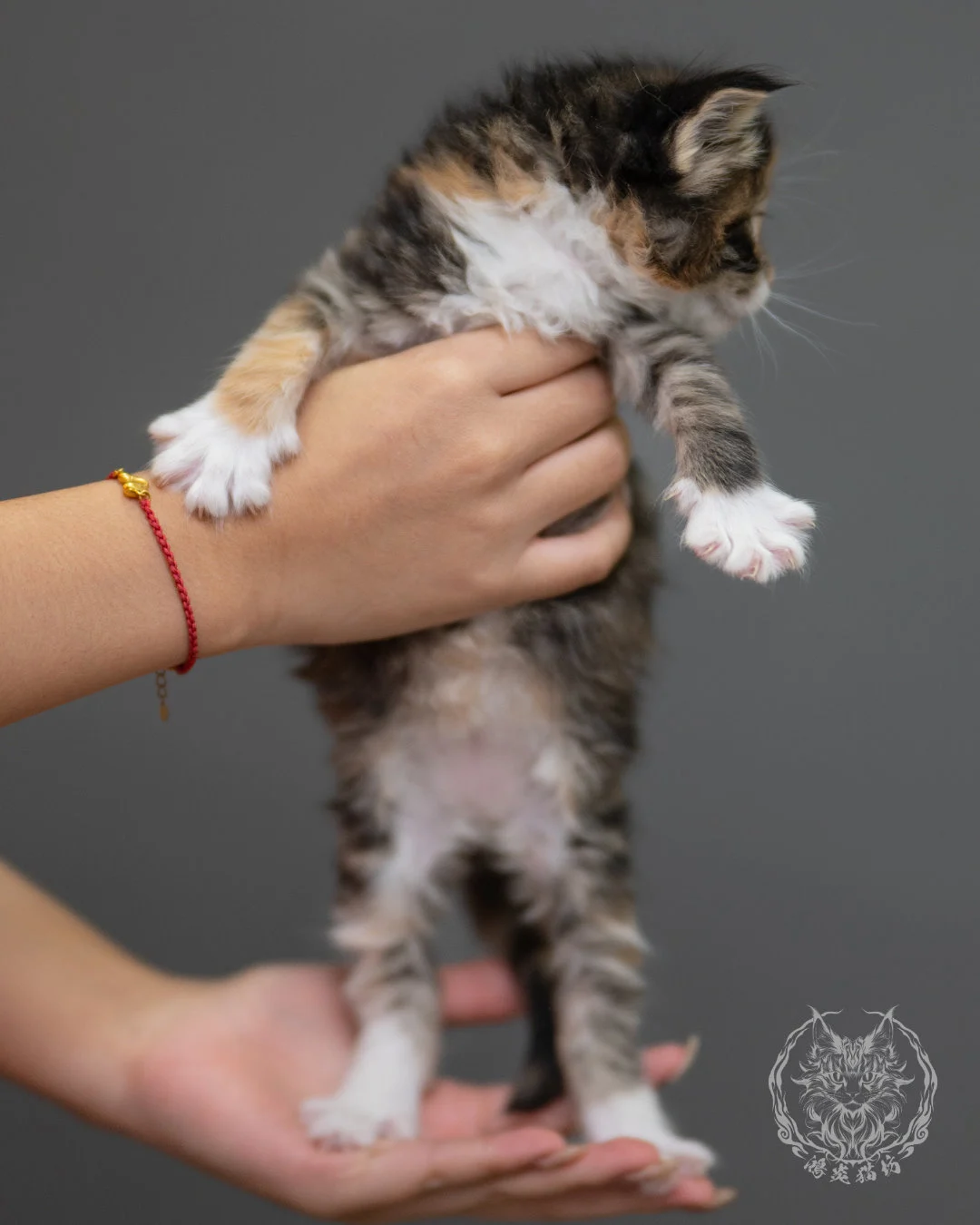 玳帽虎斑緬因貓 Black Tortie Maine Coon 4weeks Closeup 2
