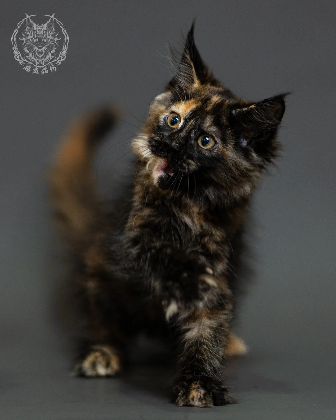黑玳帽緬因貓 Tortoiseshell Maine Coon 2months Closeup 5