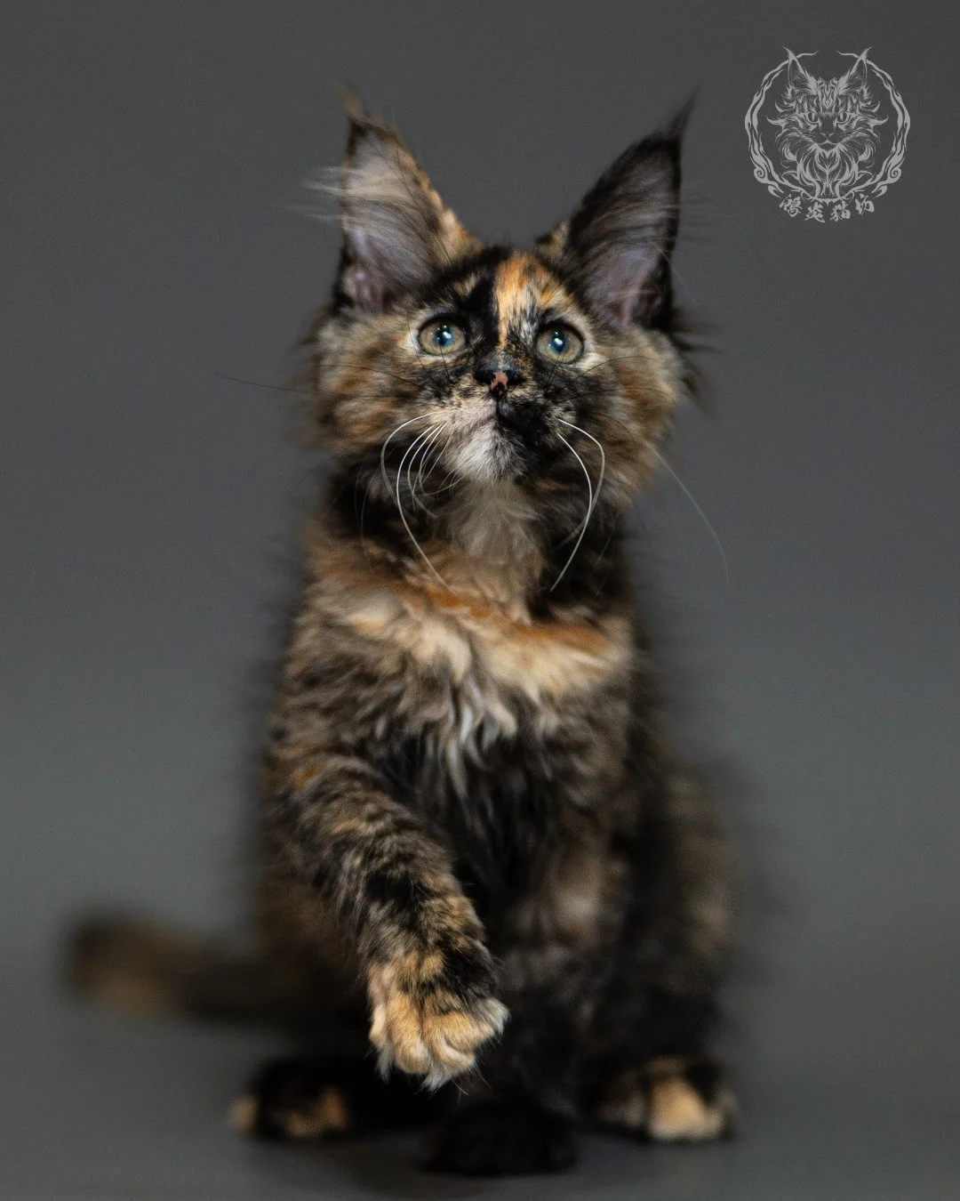 黑玳帽緬因貓 Tortoiseshell Maine Coon 2months Closeup 9