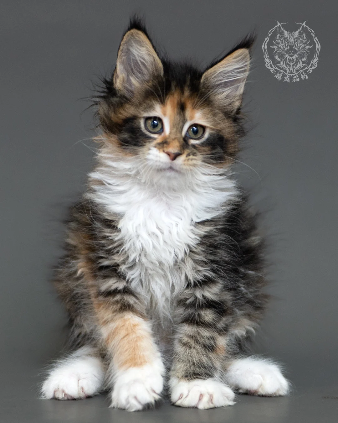鴻炎貓坊棕虎斑玳帽緬因貓2個月,brown Torbie Maine Coon Kitten 8