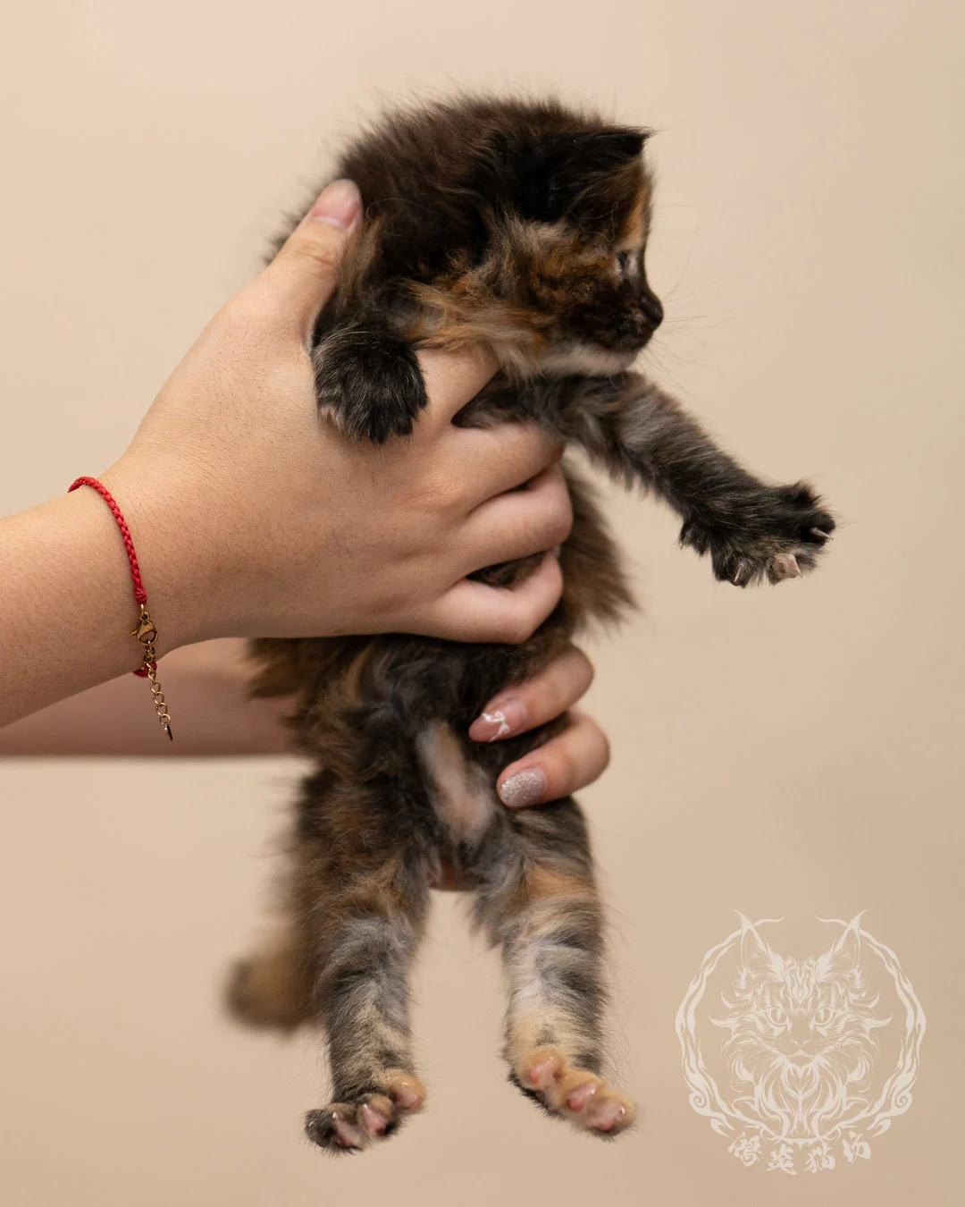 黑玳帽緬因貓 Black Tortie Masked Maine Coon 4weeks Closeup 2