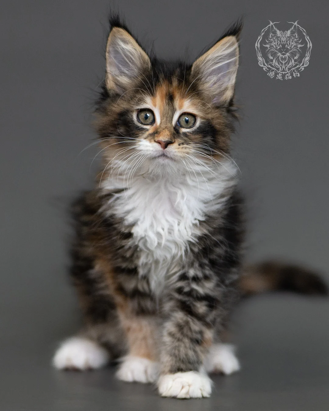鴻炎貓坊棕虎斑玳帽緬因貓2個月,brown Torbie Maine Coon Kitten 2