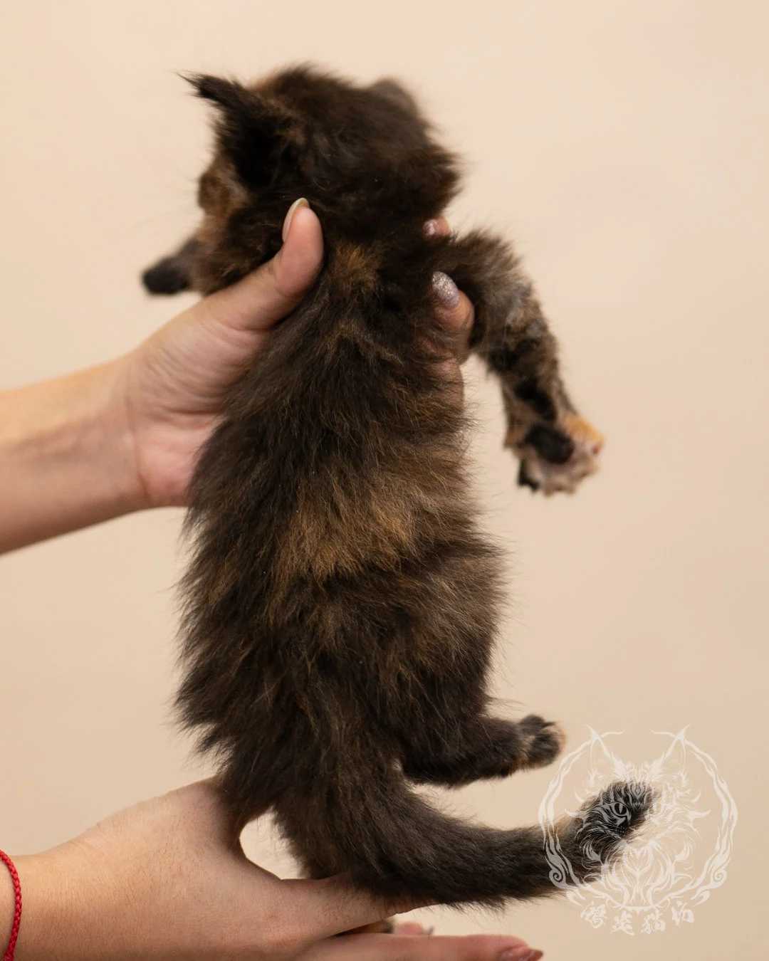 黑玳帽緬因貓 Black Tortie Masked Maine Coon 4weeks Closeup 10