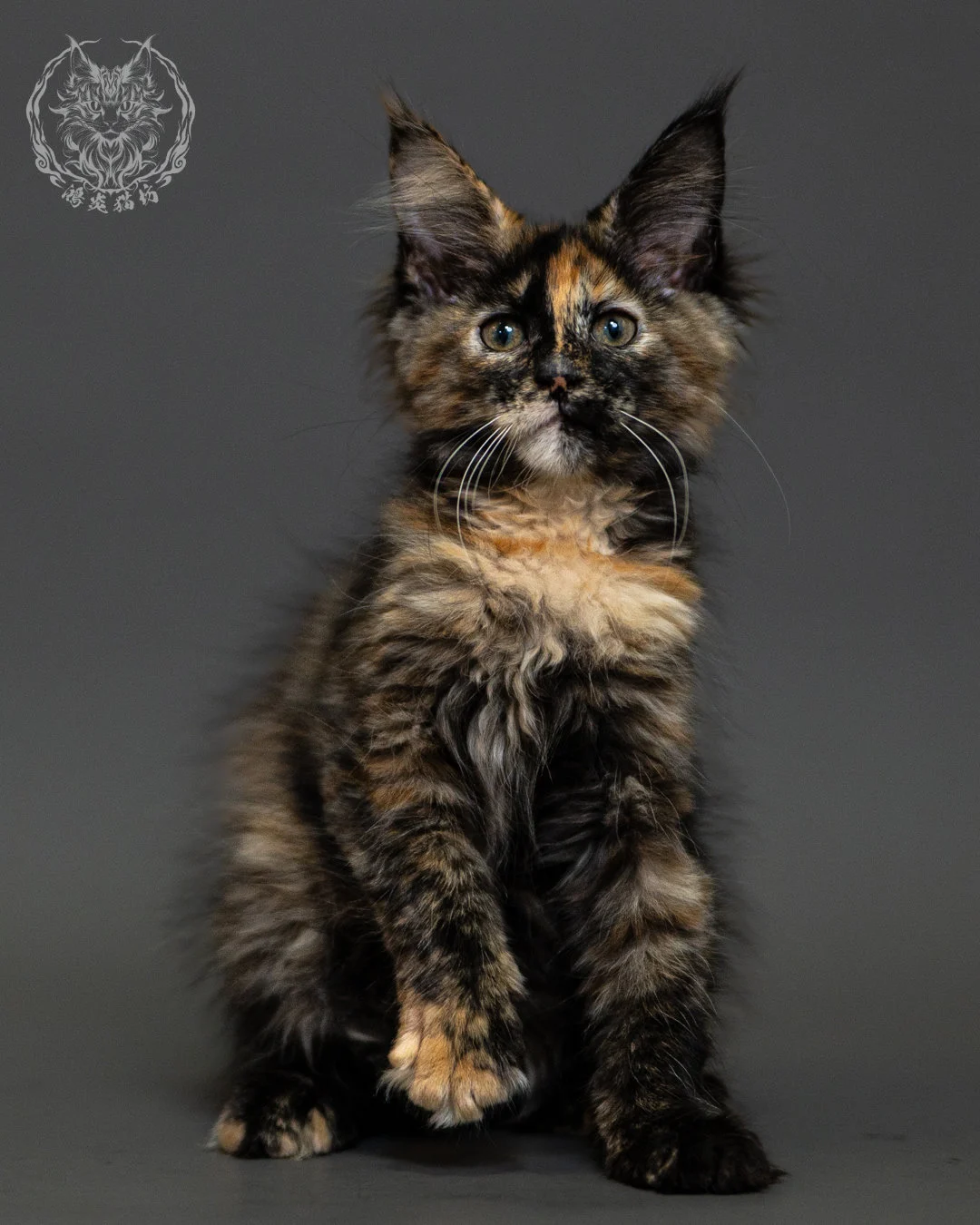黑玳帽緬因貓 Tortoiseshell Maine Coon 2months Closeup 15
