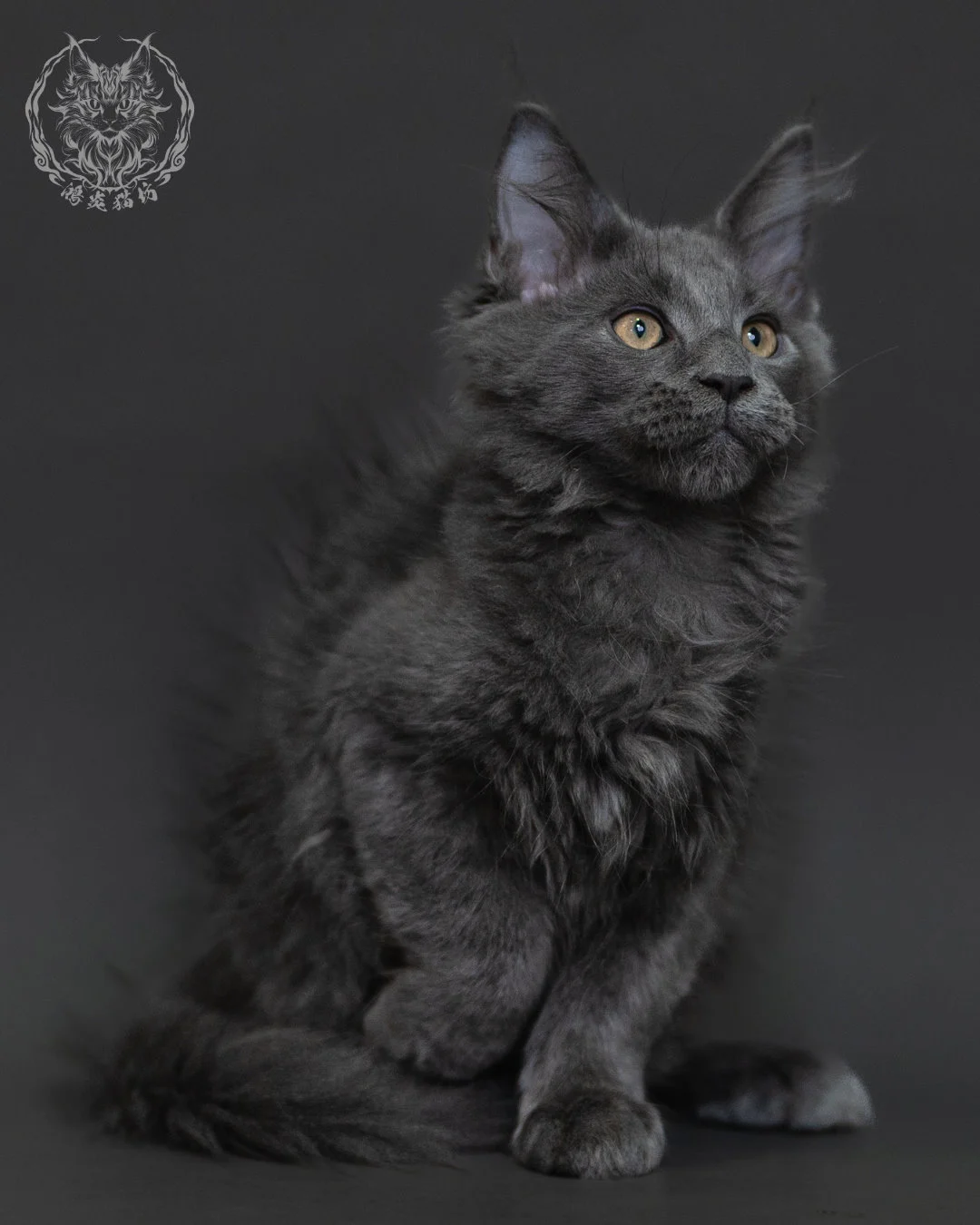 藍煙燻緬因貓 Blue Smoke Maine Coon 3months Cattery Taichung 4