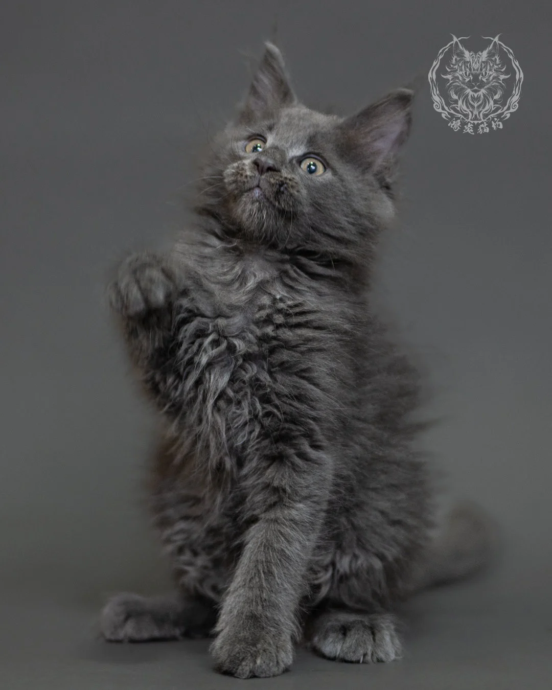 鴻炎貓坊藍煙燻緬因貓2個月特寫，blue Smoke Maine Coon Kitten 34