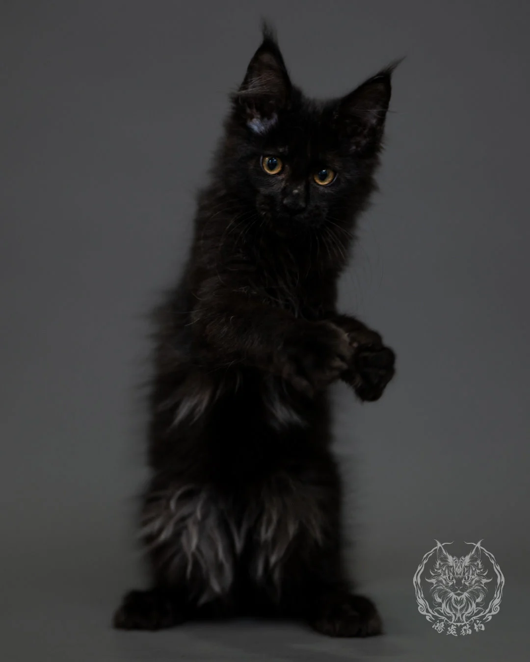 黑煙燻緬因貓 Black Smoke Maine Coon 3months Cattery Taichung 5