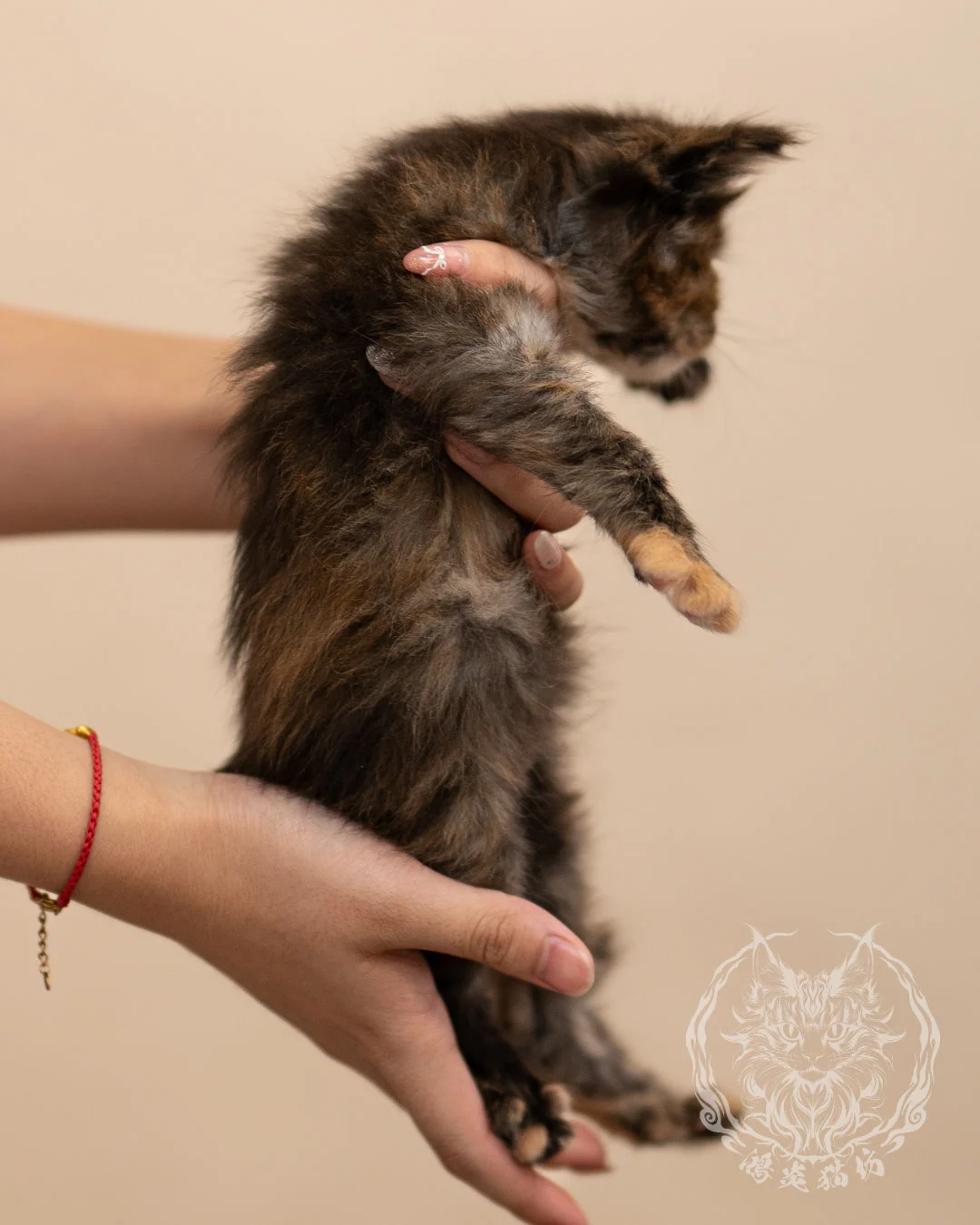 黑玳帽緬因貓 Black Tortie Masked Maine Coon 4weeks Closeup 9