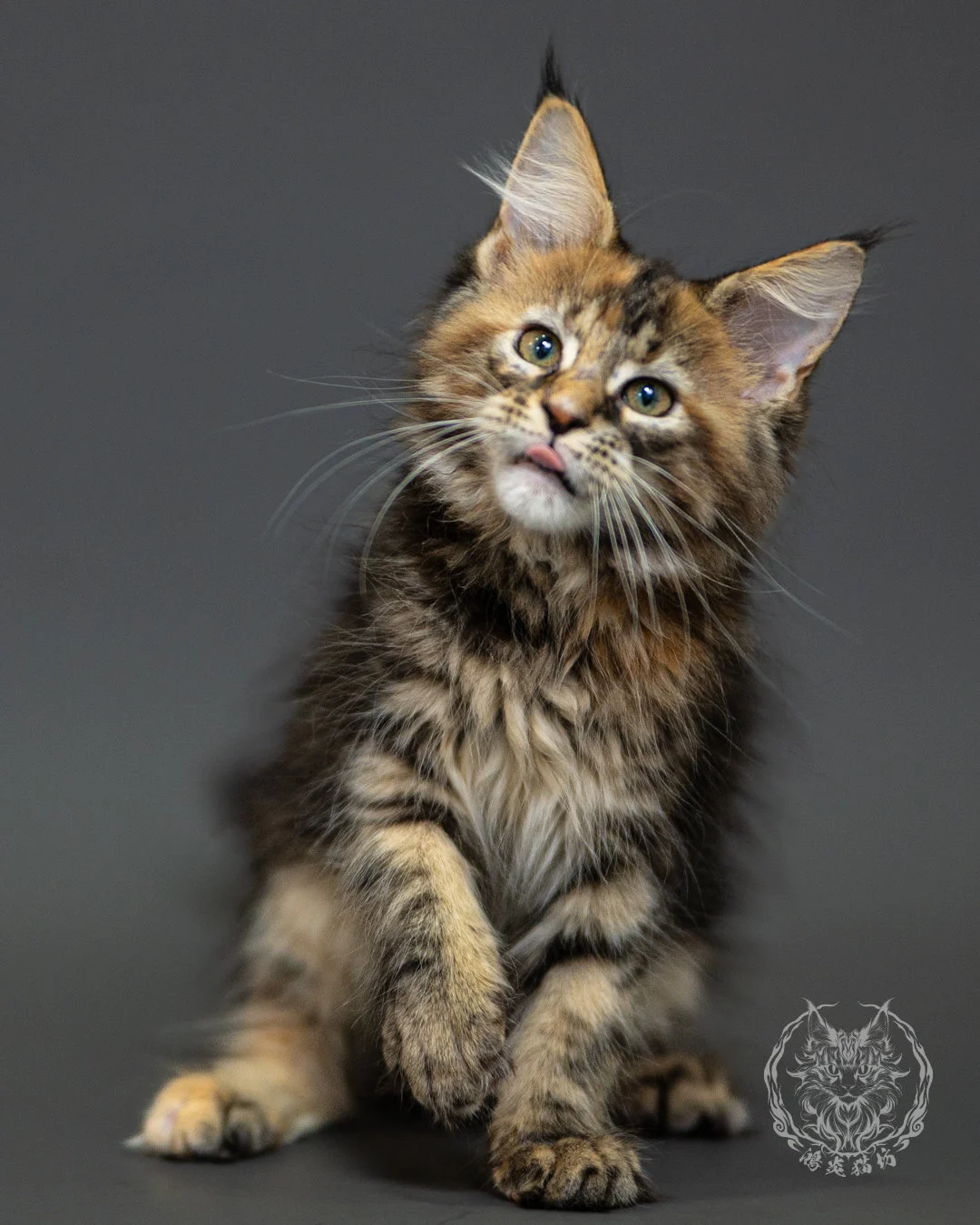 棕虎斑玳帽緬因貓 Brown Tabby Tortie Maine Coon 2months Closeup 10
