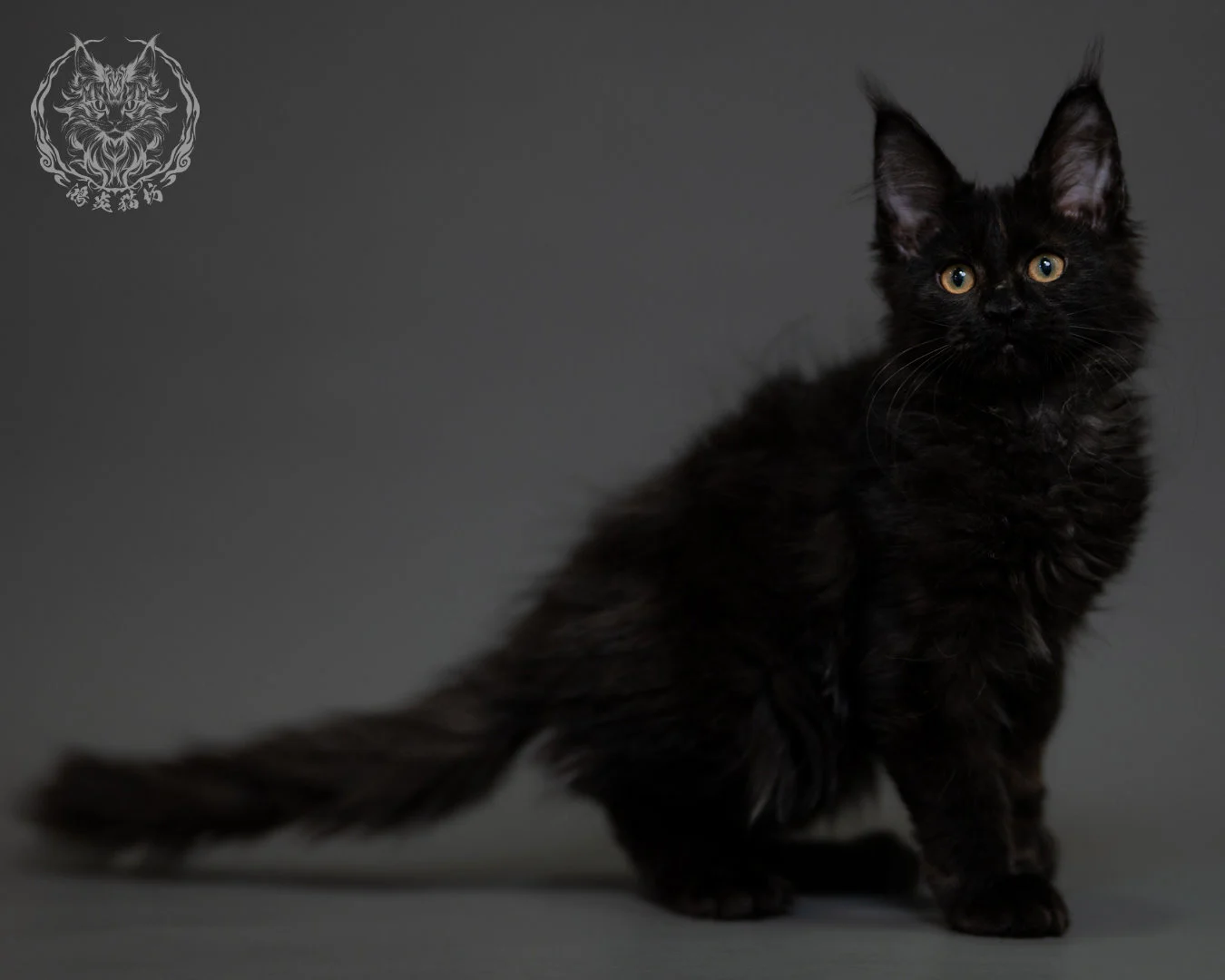 黑煙燻緬因貓 Black Smoke Maine Coon 3months Cattery Taichung 2