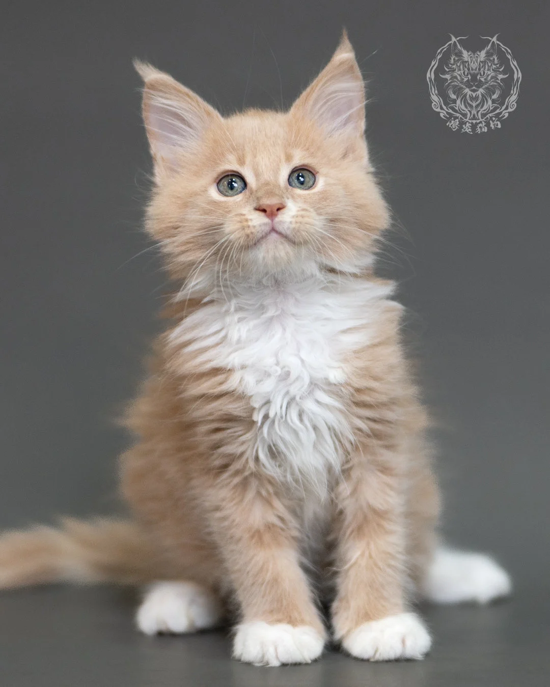 鴻炎貓坊奶油虎斑緬因貓2個月，cream Tabby Maine Coon Kitten 21