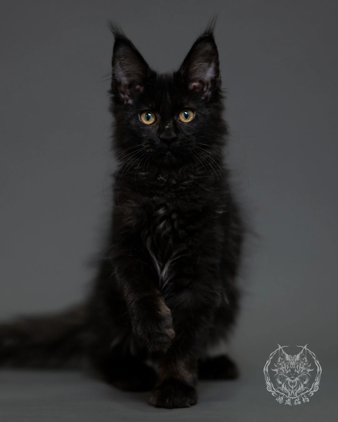 黑煙燻緬因貓 Black Smoke Maine Coon 3months Cattery Taichung 3