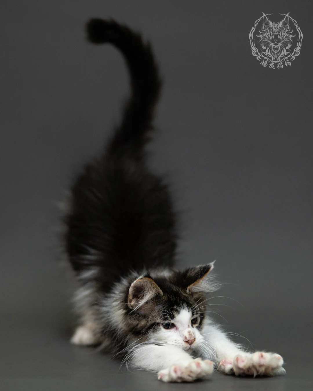 棕虎斑賓士緬因貓 Brown Tabby White Maine Coon 2months Closeup 3