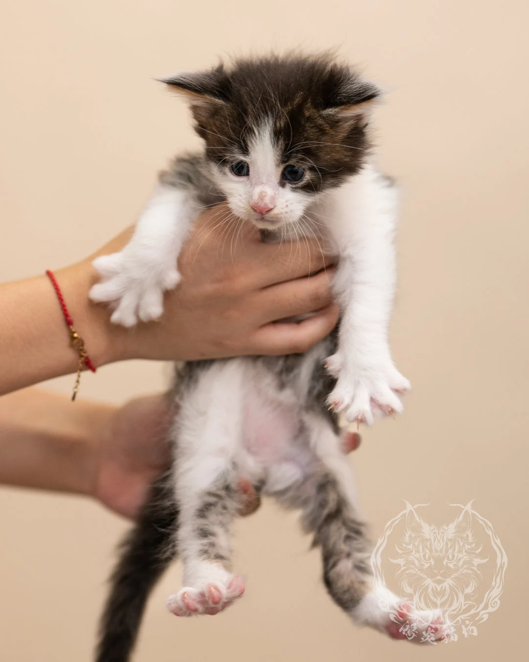 棕虎斑賓士緬因貓 Brown Tabby Bicolor Maine Coon 4weeks Closeup 1