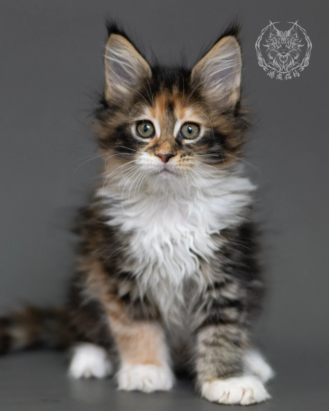 鴻炎貓坊棕虎斑玳帽緬因貓2個月,brown Torbie Maine Coon Kitten 14
