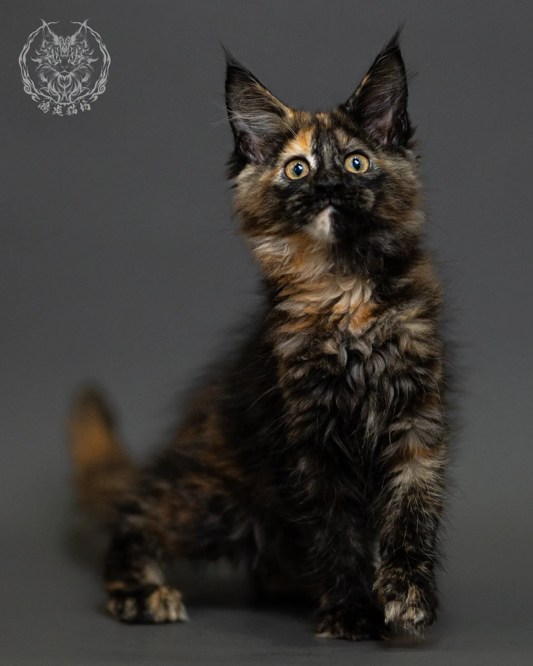 黑玳帽緬因貓 Tortoiseshell Maine Coon 2months Closeup 2