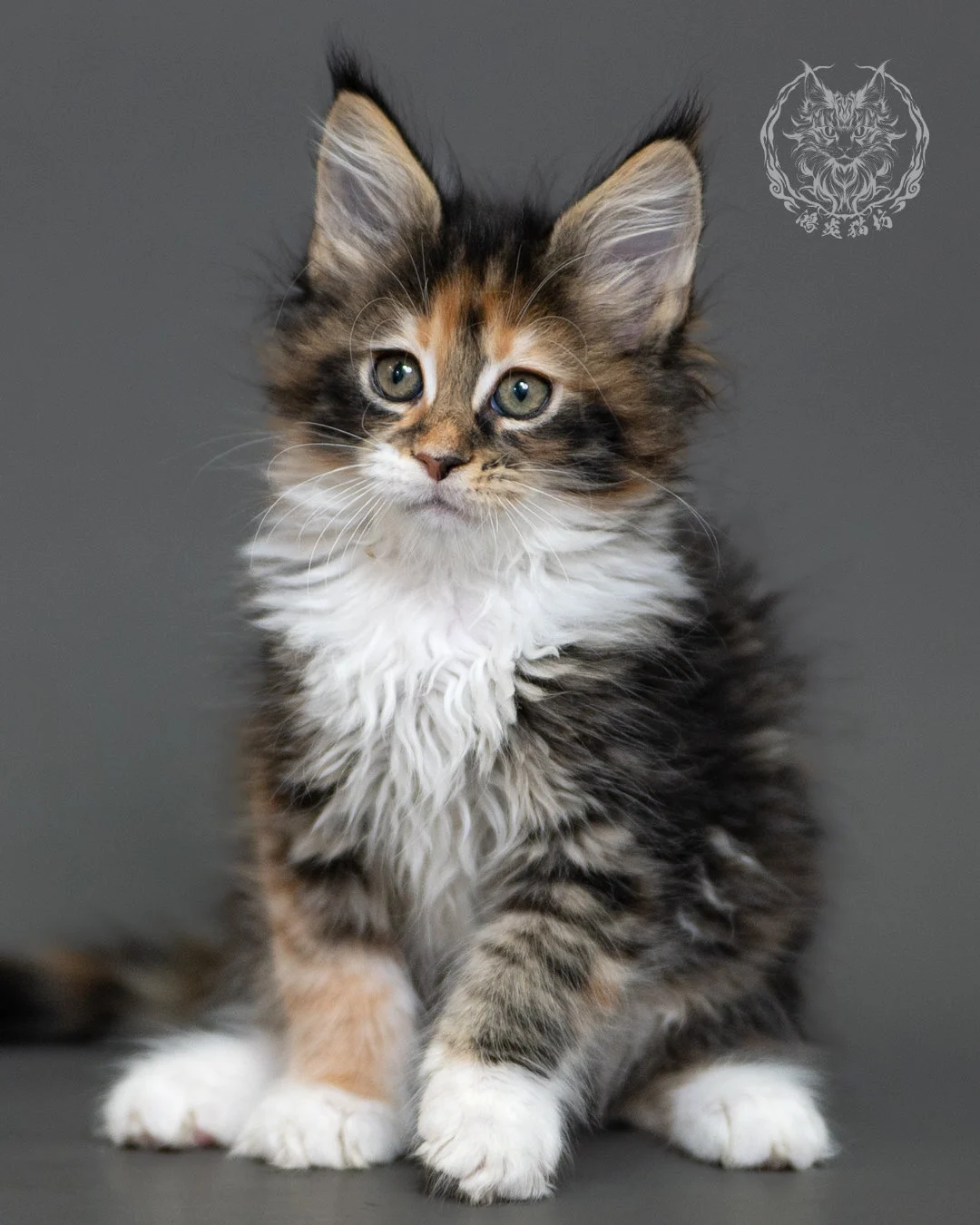 鴻炎貓坊棕虎斑玳帽緬因貓2個月,brown Torbie Maine Coon Kitten 17