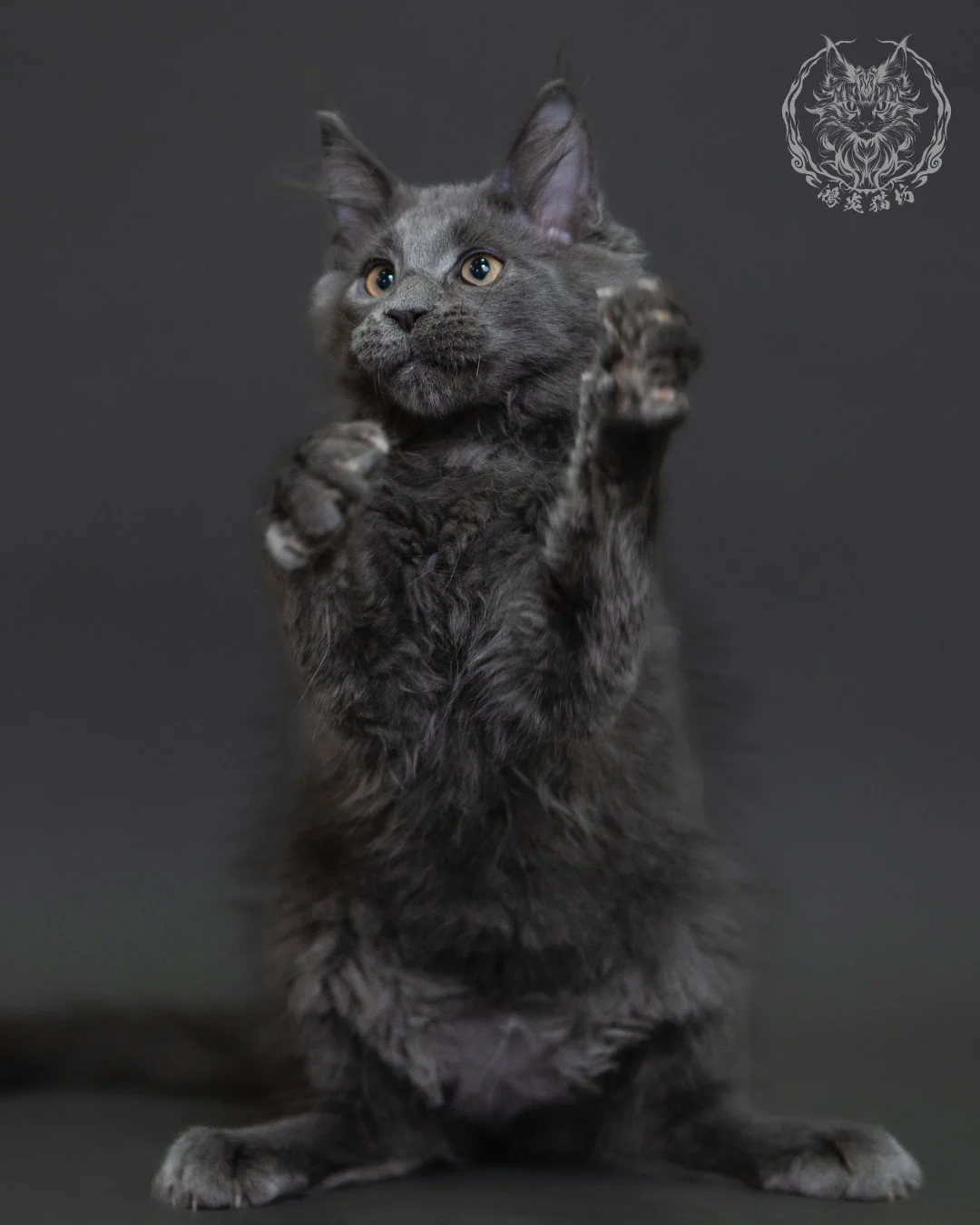 藍煙燻緬因貓 Blue Smoke Maine Coon 3months Cattery Taichung 15