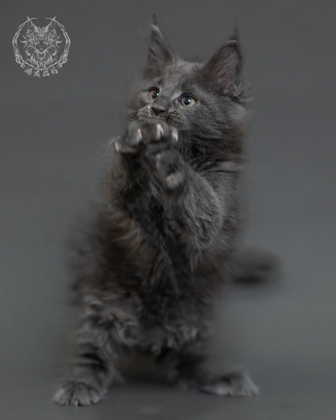 鴻炎貓坊藍煙燻緬因貓2個月特寫，blue Smoke Maine Coon Kitten 19