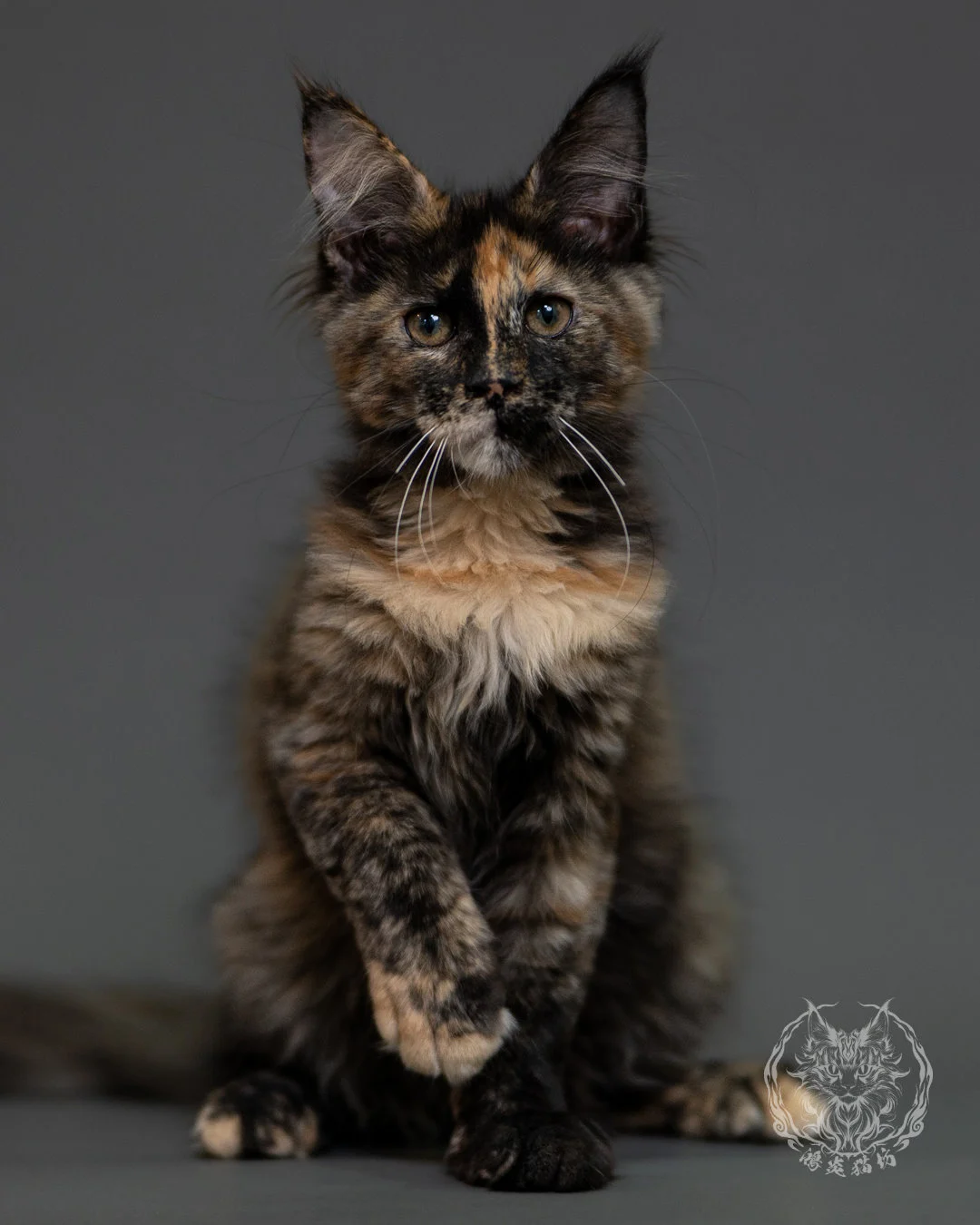 黑玳帽緬因貓 Tortoiseshell Maine Coon 3months Cattery Taichung 18
