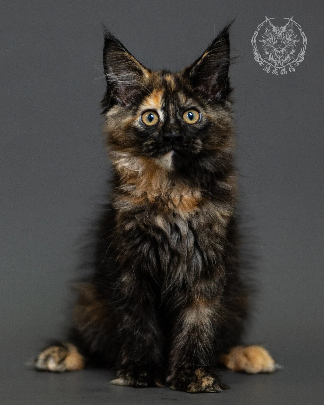 黑玳帽緬因貓 Tortoiseshell Maine Coon 2months Closeup 11