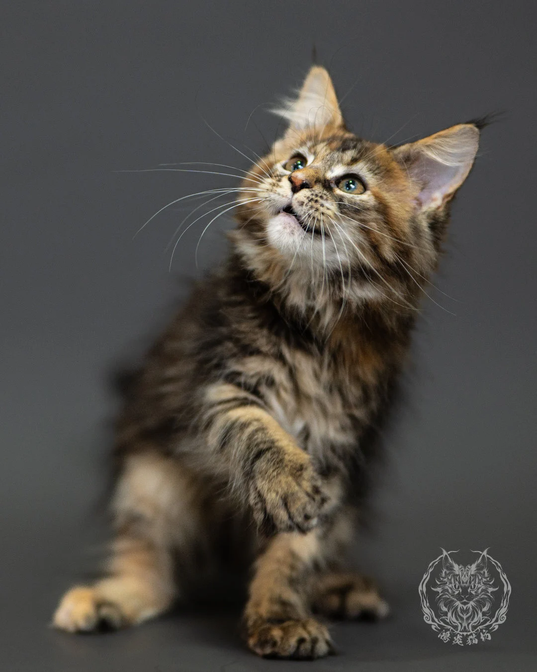 棕虎斑玳帽緬因貓 Brown Tabby Tortie Maine Coon 2months Closeup 9
